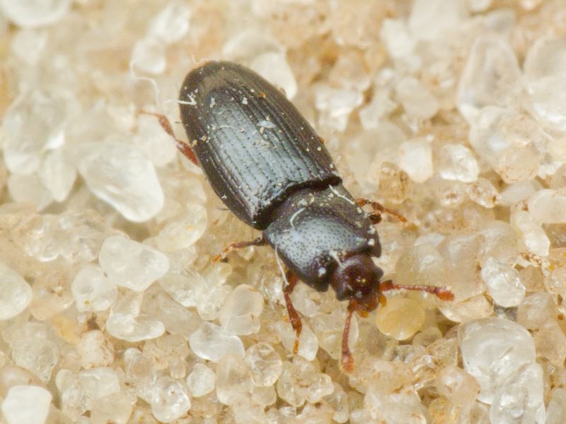 Cerylon histeroides (Fabricius, 1792)